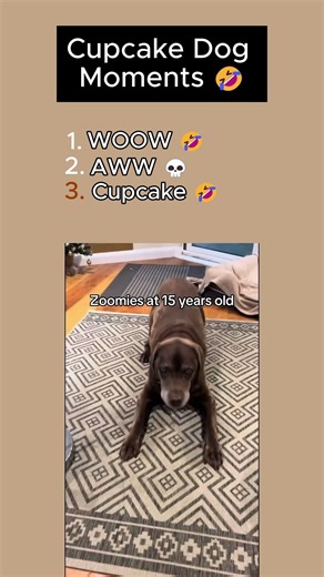 Cupcake Dog Moments 🤣