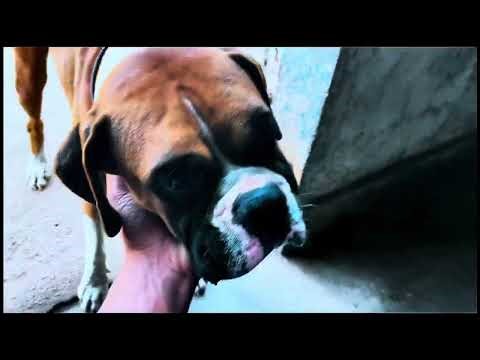 #My Boxer Dog's Special Treat Day! 🐶🍖