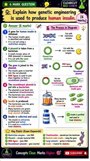 GCSE Biology Paper 2 Genetic Eng Revision | 6 Mark Questions, Vaccines & Genetic Eng Explained