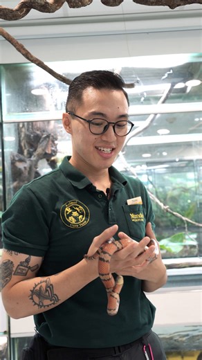 Want a behind-the-scenes peek at our scaly and slithery residents at Singapore Zoo? 🐍🦎 Join Glenda and Timothy on a Backstage Pass tour to RepTopia to meet these amazing reptiles, learn about their unique adaptations and for a chance to even feed them! 📥 To book the Backstage Pass: RepTopia experience, simply slither into our inbox at tours@mandai.com. Find out more at https://go.mandai.com/Singapore-Zoo #MandaiWildlifeReserve #SingaporeZoo #BackstagePass #OnTheWildSide | Mandai Wildlife Rese