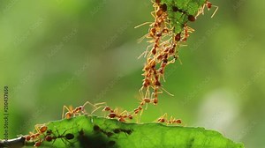 Ant action standing.Ant bridge unity team,Concept team work together