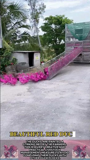 Unique red painted duck || Avoid mistaking the flock