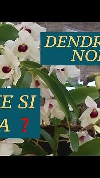 Dendrobium Nobile: How to Care for It (Bamboo Orchid)