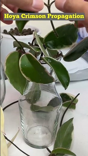 Hoya Propagation From Cuttings!