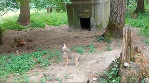 Sound up for puppy howls! Today kicks off the first full moon of 2025, which is known as the Wolf Moon. 🌕 Wolves communicate visually in sophisticated ways, using body posture, facial expressions, and tail positions. Audible communication is the howl, which bonds the pack, helps them reassemble, and is sometimes just for play. This video is of our American Red Wolf pack last year when the pups were learning to howl. | Point Defiance Zoo & Aquarium