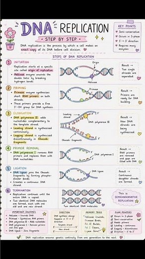 🧬 DNA Replication Explained! 🔬✨ 📚⚡