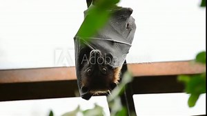 Indian flying fox hanging on the roof of an old building - Pteropus giganteus