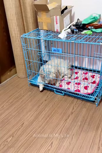 Omg so clever dog 😍🥰😘 | Animal Is My Life