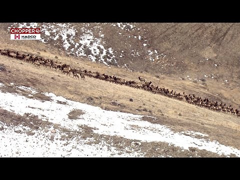 Incredible Elk Herd Running Through Wasatch Mountains | KSL Chopper 5