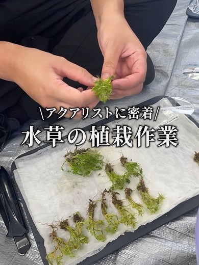 水草の植栽に密着！✨お問い合わせはプロフィールのURLから🐠#水槽 #アクアリウム #魚 #アクアリンク