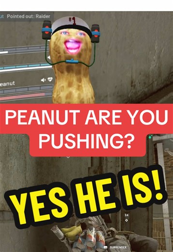 Peanut I think @Gingy should know that the Bungulator never backs down! The Bungulator always pushes forward! 🤣 🎬twitch.tv/theburntpeanut @theburntpeanut #theburntpeanutclip #theburntpeanut #theburntpeanutclips #fyp #peanut