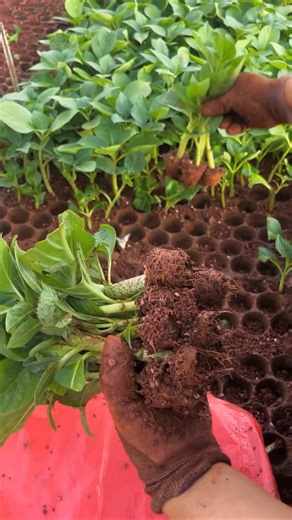 Endless Summer Hydrangea Sprouting 🌸 Strong Seedlings Growth | Nursery Update#Hydrangea