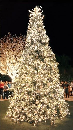 Holiday Lights in the Gardens 🌟🪄✨ 🎄#pinellascounty #holidaylights