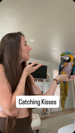 Louie the Macaw on Instagram: "I rate this one a 10/10 on the cuteness scale. #petbird #birdtricks #tricktraining #clickertraining #macaw #parrotsofinstagram"