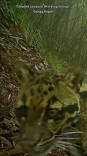 Clouded leopard and cub