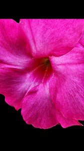 Raintree Garden Center photos by Erik W L Anderson, May 11th, 2025 #erikwlanderson #flowers #flowerphotography #followforflowers #greenhouse #chippewavalley #wheatonwl | Erik Anderson