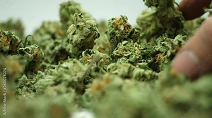 Finished Cannabis, hemp, marijuana, weed product, master kush, close up