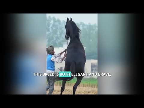 Top 5 Most Unique Horses in the World | Rare & Unbelievable Horse Breeds