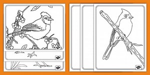Bird Coloring Sheets