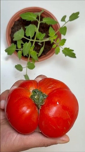 How to Grow Tomatoes 🍅 (Beefsteak Tomatoes) #shorts