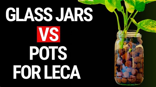 Glass Jars vs. Pots for Plants in LECA: Which Works Best?