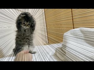 頭を抱える子猫が可愛すぎる！