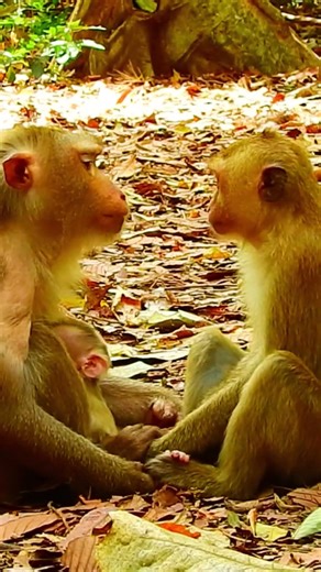 Beautiful Mom & baby Beautiful Animals Relaxing & Stress Relief