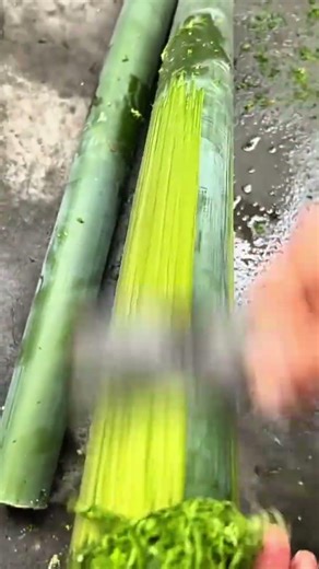 scraping green bamboo skin using sharp metal tool to reveal bright yellow inner fibers for craft