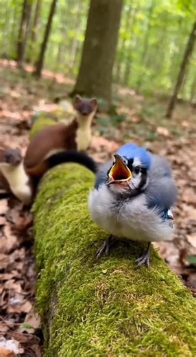 Tiny Bird vs Wild Weasels 😱 | Real Baby Blue Jay Rescue Story . #WildlifeMoment#BirdAttack#NatureRea