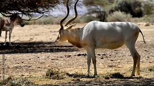 Antelope Addax in Israeli nature reserve near Eilat