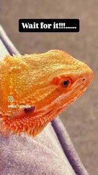 See the World’s Happiest Bearded Dragon 🦎 How to Bond with Your Reptile #BeardedDragon #funnyvideo