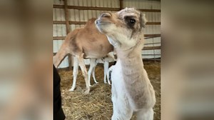 "Hey!": This baby camel sounds like a human