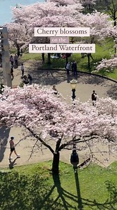 17K views · 260 reactions | Spring is here in Portland and the cherry blossoms on the Tom McCall Waterfront are in full bloom.  These annual blooms peak in late March and early April. Pro tip: get there early or on the weekdays for less-crowded views. Portland isn't the only place with these delightful blossoms. Head to Salem where they bloom on the Capitol Mall, or at Lithia Park in Ashland. Drop a comment to share your favorite spring blossom-viewing spots. | Travel Oregon | Facebook