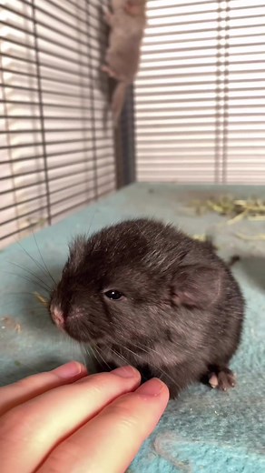 Amazing Abilities of Baby Chinchillas
