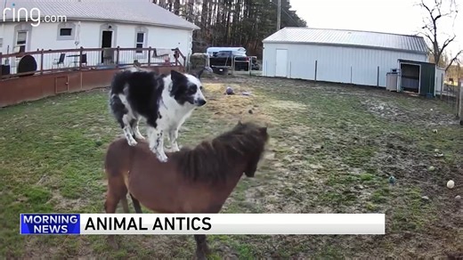 8K views · 143 reactions | That is one talented dog! | WGN Morning News | Facebook