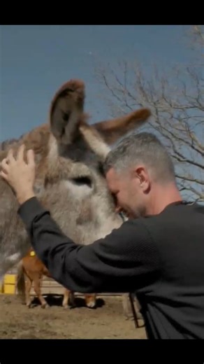 CBS Mornings on Instagram: "A TikTok about donkeys in need inspired @ronking_nyc to write a business plan and secure financing for a donkey rescue — before he realized that he’d never met one before. Years later, King’s California sanctuary, @oscarsplaceofficial, is home to 210 donkeys and has resettled 189 others. @davidbegnaud’s story on King and his rescue prompted the new docuseries, “Donkey King.”"