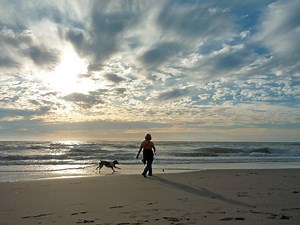 10 Dog-Friendly Trails Near San Francisco