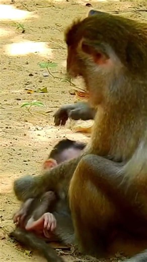 Life of Monkeys: The Mother Monkey's Tough Lesson Leaves the Baby in Tears! 😢🐒