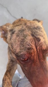 165K views · 10K reactions | PUPDATE: Pink Flamingo has been adopted!...