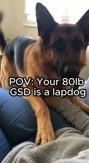 My GSD thinks he's still a lap dog #germanshepherd #petlife #shorts