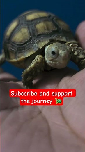 The Cutest Baby Tortoise You’ll Ever See 🥹🐢 #animallover #pets