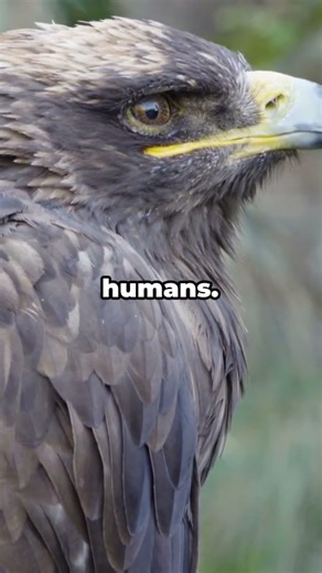 How Eagles See Prey From Miles Away – Did you know? #animals #animalfacts