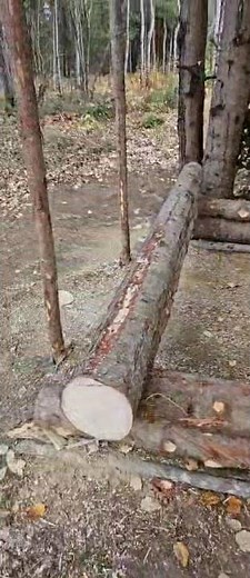 First time ever building something: building a homemade hunting blind.