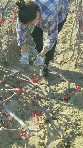 Shape & Grow! Grape Seedling Training Technique