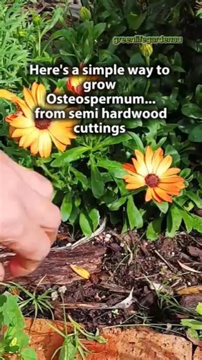 growing healthy semi hardwood cuttings l osteospermum