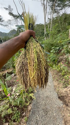 6.2K views · 280 reactions | Upland rice as natural decor #upland #rice | Takurug Ki | Facebook