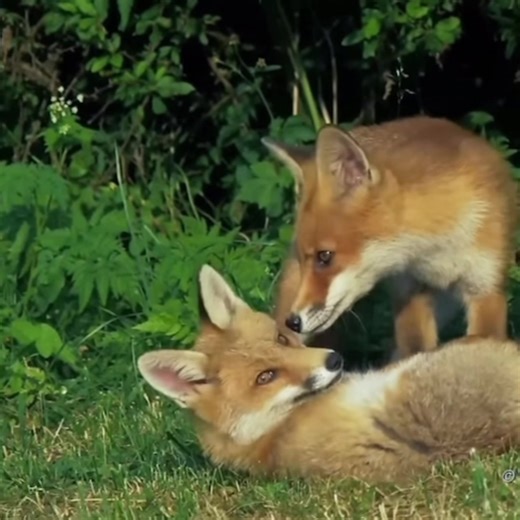 Exploring the World of Foxes: A Delightful Compilation