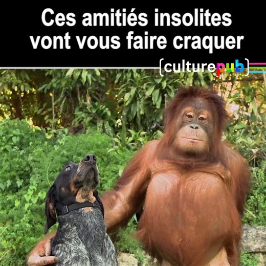 1.5M views · 32K reactions | Ces animaux qui s'aiment malgré leurs différences nous donnent une belle leçon.  #InstantMignon du dimanche matin. | Culture Pub | Facebook