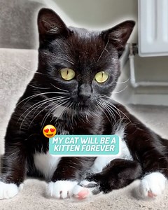 My cat will be a kitten forever - she’s the cutest thing people have ever seen 😭 | Ultimate