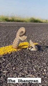 The Mystery of the Rattlesnake's Tail #science #factsscience | The Dhangyan